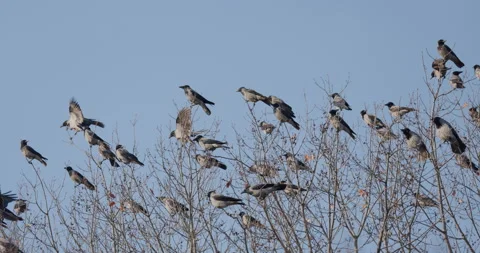 Crows On Tree Tops Stock Footage 266163467