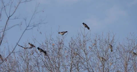 Crows On Tree Tops Stock Footage 266163522