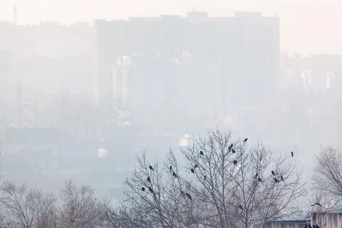 Crows on the trees in the city Stock Photos