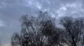 Crows on trees at a cloudy evening autumn day fly away HD Footage