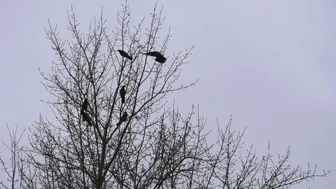 Crows in the trees Stock Footage 70098347