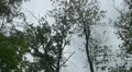 Crows on trees in summer at a cloudy day with sound HD Footage