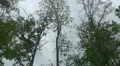 Crows on trees in summer at a cloudy day with sound HD Footage