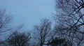 Crows on trees in winter HD Footage