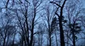 Crows on trees without leaves in winter HD Footage