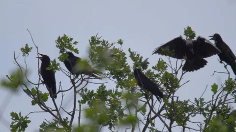 Crows on a treetop Stock Footage 91735689