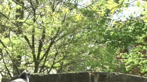 Crows on a trunk Stock Footage 49861600