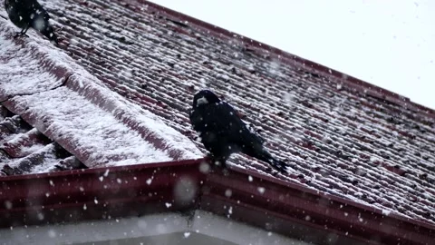 Crows under the snow in winter, crows under the snow perched on the roof, ani 動画素材 168970200