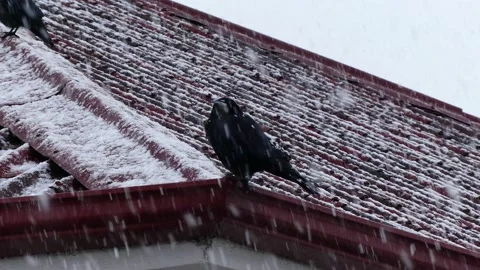 Crows under the snow in winter, crows under the snow perched on the roof, ani Stock Footage 168970243