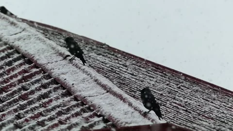 Crows under the snow in winter,crows under the snow perching on the roof,time 動画素材 168963046