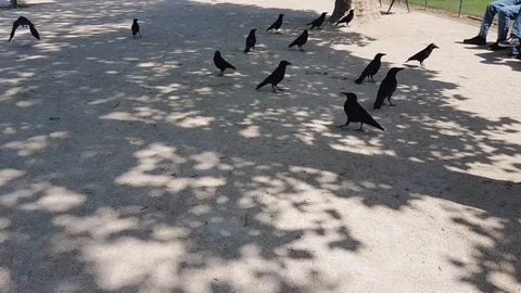 Crows wait for the rest of the food at the feet of seated people in the park. Video stock 90967232