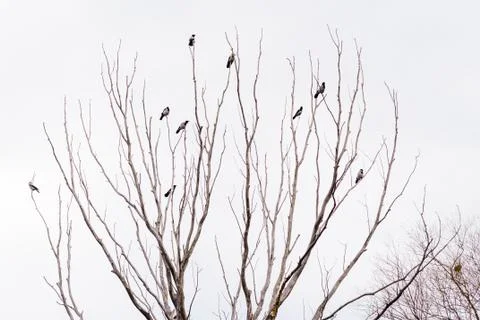 Crows waiting on a tree Фото