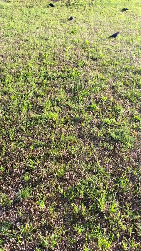 Crows walk across the lawn looking for food. Vertical video Stock Footage 281175651