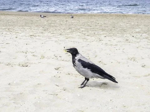 Crows walk beach sands near ocean waves Foto stock