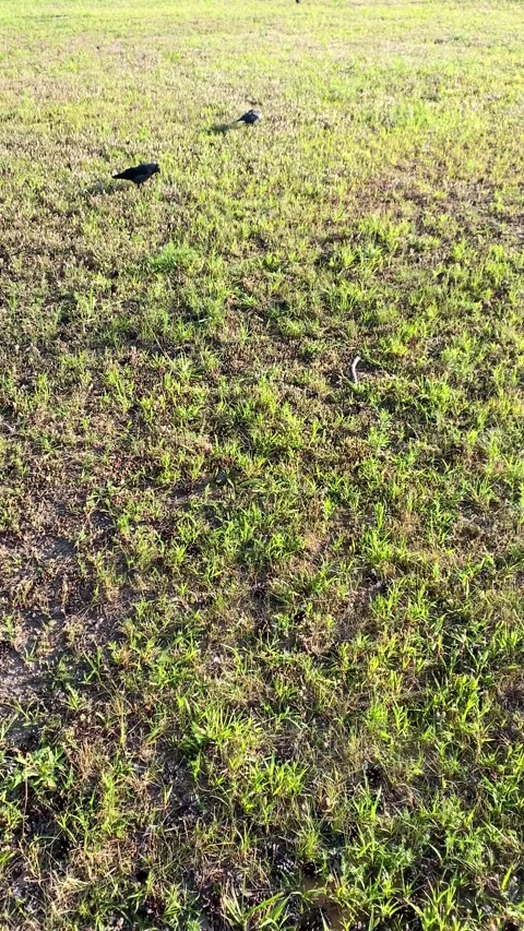 Crows walking across the lawn. Vertical video Stock Footage 281175563