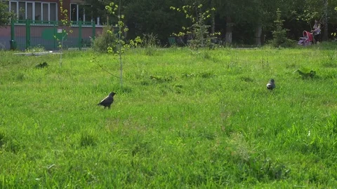 Crows walking on the green lawn Stock Footage 76615939