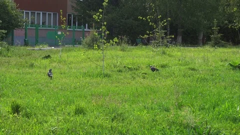 Crows walking on the green lawn Stock-Footage 76616981