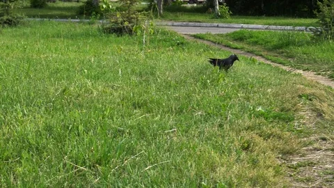Crows walking on the green lawn Stock Footage 76623420
