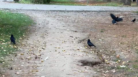 Crows walking on park path with fallen leaves Stock Footage 336959726