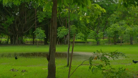Crows Walking on Wet Grass near Banyan Tree in Park Vídeo Stock 318660407