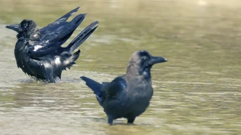 Crows wash their beaks one after the other Stock Footage 138698222
