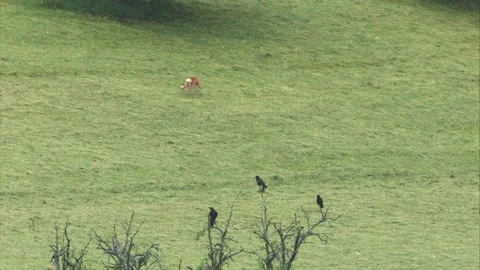 Crows watching at a roe deer and its dead fawn Stock Footage 276162031