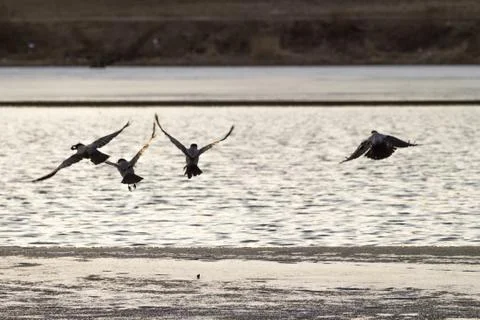 Crows on water background Foto stock