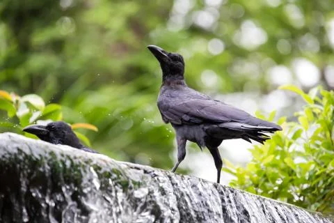 Crows on waterfall Stock Photos