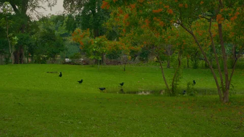 Crows on wet park lawn after rain, Bangkok Stock Footage 321008580