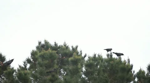 Crows in a windstorm Stock Footage 10727676