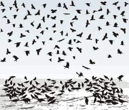 Crows in Winter Stock Illustration