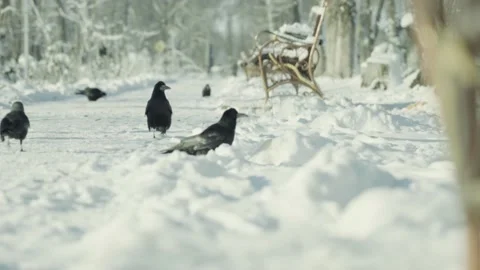 Crows in a winter park. Stock Footage 131667325
