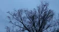 Crows in winter sitting on tree and fly away HD Footage