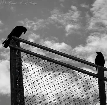 Crows on a Wire Fence Stock Photos