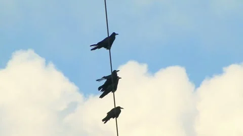 Crows on a Wire Stockbeeldmateriaal 7737590