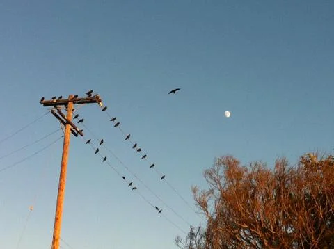 Crows on a Wire with Moon at Dusk Stock Photos