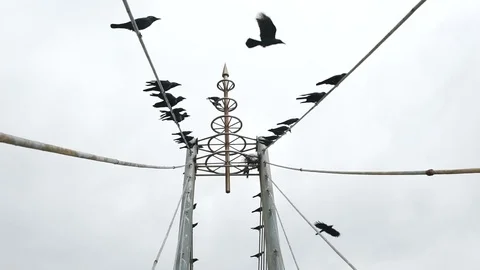 Crows on a wires. Windy weather. Slow motion shoot Stock Footage 77280870