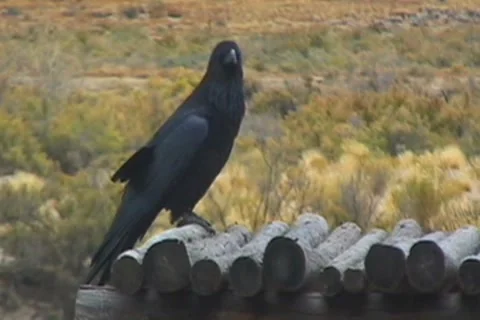 CrowSquwak Stockbeeldmateriaal 7762746