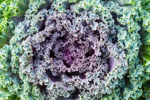 Cruciferae Stock Photos