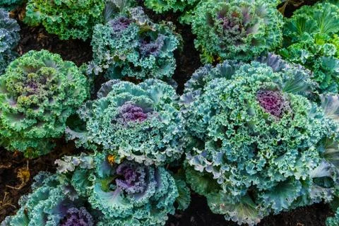 Cruciferae Stock Photos