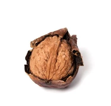 Crude walnut on white background Stock Photos