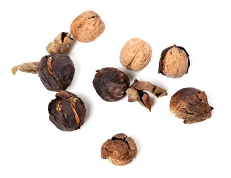 Crude walnuts Stock Photos