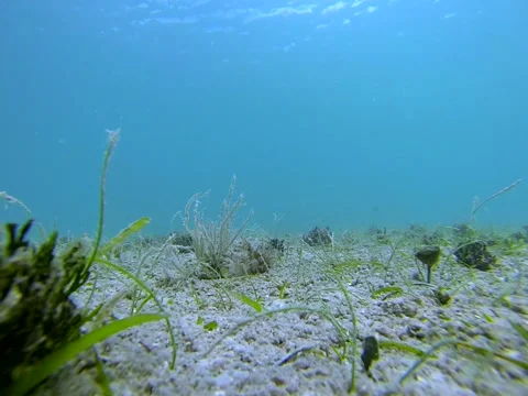 Cruise Along The Bottom Video stock 42451640