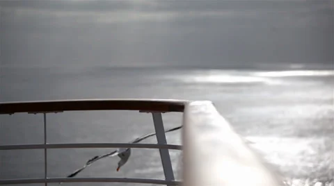 Cruise Ship Railing With A Seagull Video stock 38318062