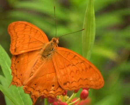 Cruiser Butterfly Stock-Footage 617086