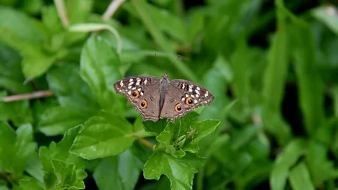 Cruiser Butterfly Stock Footage 76908877