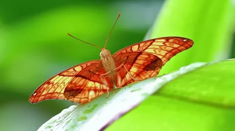 Cruiser Butterfly (Vindula dejone) Stock-Footage 10808807