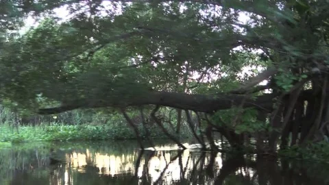 Cruising on a canoe on the Amazon river Stock Footage 72233673