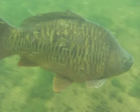 Cruising carp Stock Footage 974452