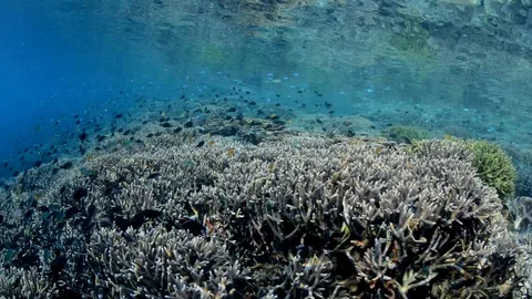 Cruising on shallow water  - Reflection Stock Footage 112256523